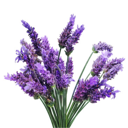 Do u know about “LAVENDER: The miraculous herb”? - ENFOCRUNCH